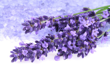 Fotomurales - lavender and salt