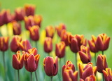 Fototapeta Tulipany - red tulips, very shallow focus
