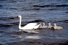 White Swan With Chicks