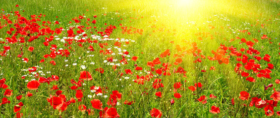 Wall Mural - Colorful meadow early summer morning.