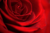 Rote Rose, Symbol für Liebe und Leidenschaft