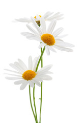 Daisies on white background