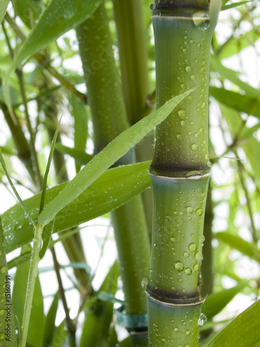 bambus-01