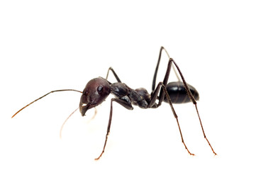 ant isolated on white background