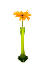 Wall Mural - Orange gerbera isolated on the white background