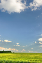 Wall Mural - Green field and the dark blue sky