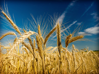 Wall Mural - golden wheat