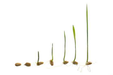 Seedling development