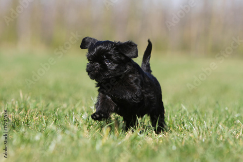 Petit Chiot Griffon Belge Trottant Fierement Dans L Herbe Bebe Stock Photo Adobe Stock