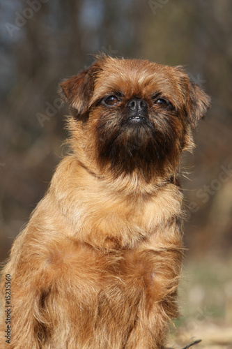 Photographie portrait d'un griffon bruxellois de face assis dans la nature