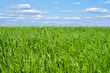 oats field
