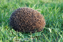 Hedgehog (Erinaceus Europaeus)