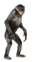 mixed-breed between chimpanzee and bonobo
