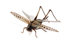 Grasshopper, Locusts On A White Background. (Tettigonioidea)