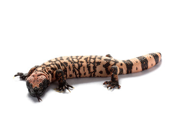 Wall Mural - Gila monster