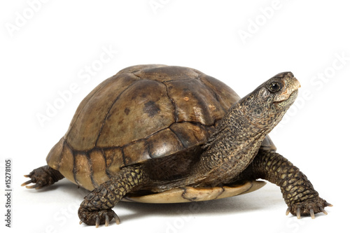 Foto-Vorhang - Coahuilan Box Turtle (von fivespots)