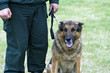© Sergejs Nescereckis - Bordeguard officer with german shepherd on K-9 training.