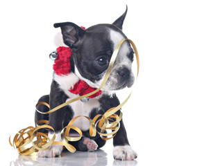 Wall Mural - Funny Boston Terrier puppy dressed as Santa's helper.