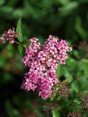 Poster - arbuste en fleurs