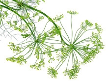 Dill Detail