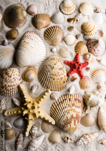 Foto-Doppelrollo - Shells (von Sebastian Duda)