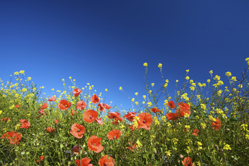 a field of red poppies in bright sunlight in summer