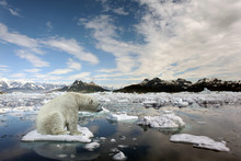 Sad Polar Bear Because Of Global Warming