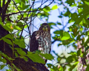 cooper's hawk