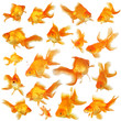 canvas print picture - Collage of beautiful fantail goldfish