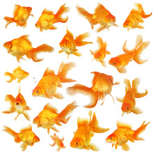 Collage Of Beautiful Fantail Goldfish