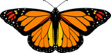 Fototapeta  - Monarch butterfly vector