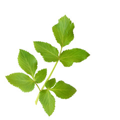 Sticker - Angelica Herb Leaf Sprig