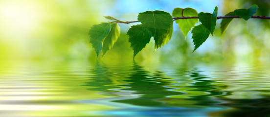 Canvas Print - leaves of birch and water