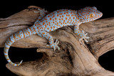 Fototapeta Zwierzęta - Crawling tokay gecko