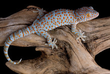 Crawling Tokay Gecko