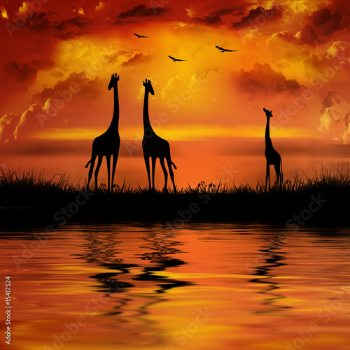 Foto-Kissen - Giraffes on a beautiful sunset background (von Victoria)
