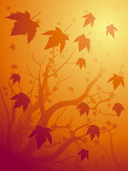 Wall Mural - fall maple background