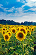 Sonnenblumenfeld in der Toskana v2