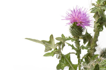 Wall Mural - Scotch thistle