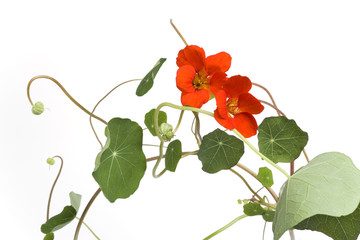 Wall Mural - Indian Cress