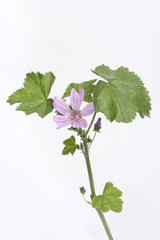 Sticker - Malva sylvestris