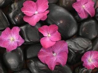 Canvas Print - Stone, Blüten