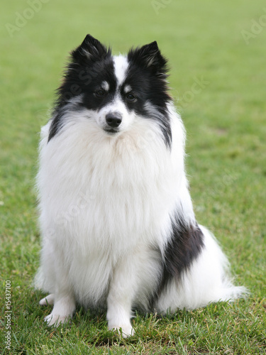 german spitz black and white