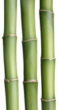 Fototapeta Dziecięca - Green Bamboo