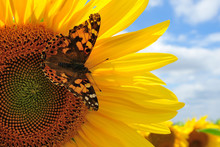 Schmetterlin Auf Sonnenblume III