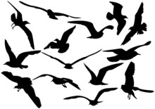 Flying Sea-gulls Vector Illustration