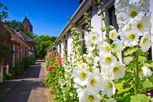 Alcea Rosea Flowers Standing Against Houses