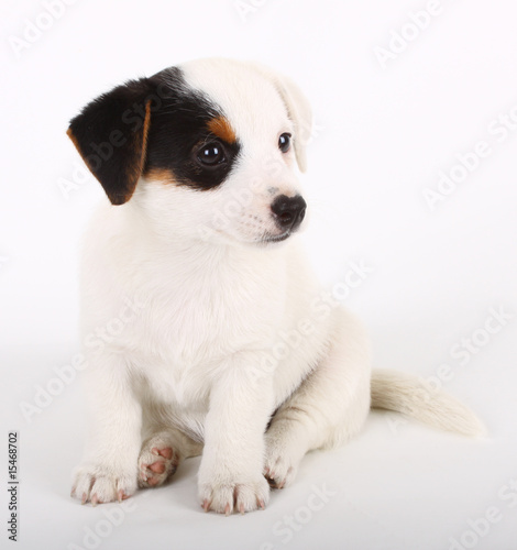 Foto-Vorhang - Jack Russell Terrier (von Antonio Gravante)