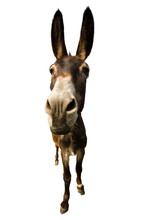 Funny Donkey With Long Ears