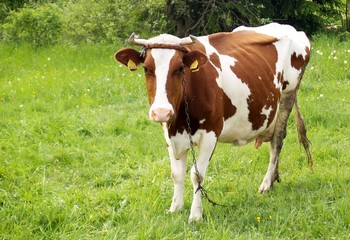 Cow